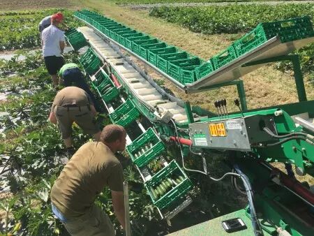 Tapis de récolte repliable DELECROIX HARVESTING