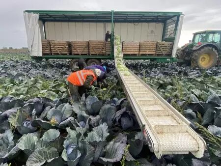 Tapis de rcolte de ct DELECROIX HARVESTING