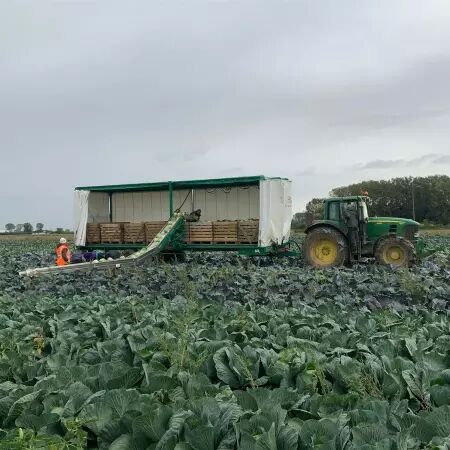 Tapis de récolte de côté DELECROIX HARVESTING