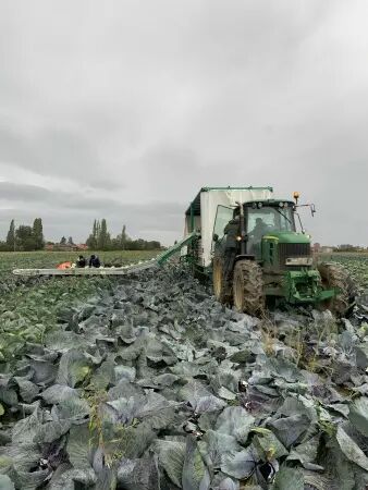 Tapis de récolte de côté DELECROIX HARVESTING